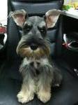 Panpan - Schnauzer Dog