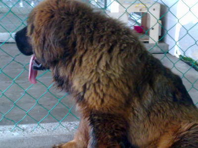 Pure Tibetan Mastiff - Tibetan Mastiff Dog