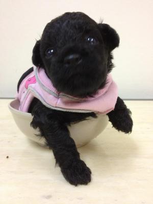 Various Colour Toy Poodle Puppy - Poodle Dog