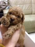 Various Colour Toy Poodle Puppy - Poodle Dog