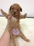 Various Colour Toy Poodle Puppy - Poodle Dog