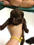 Various Colour Toy Poodle Puppy - Poodle Dog