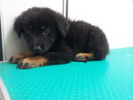 4 Cute Mix Breed Puppies - Mixed Breed Dog