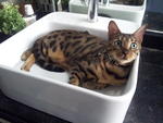 Dominantbengals Hachiko - Bengal Cat