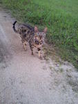 Dominantbengals Hachiko - Bengal Cat