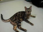 Dominantbengals Hachiko - Bengal Cat