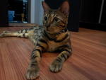 Dominantbengals Hachiko - Bengal Cat