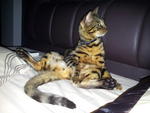 Dominantbengals Hachiko - Bengal Cat