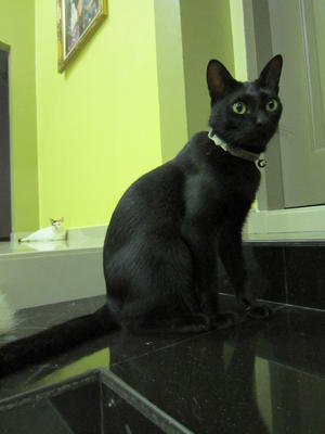 Lilo - Domestic Short Hair Cat