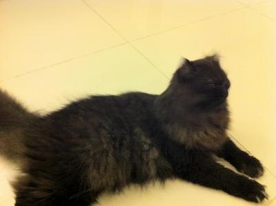 Rocky The Black - Persian Cat