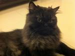 Rocky The Black - Persian Cat