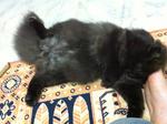 Rocky The Black - Persian Cat