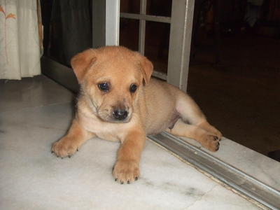 Puppy - Mixed Breed Dog