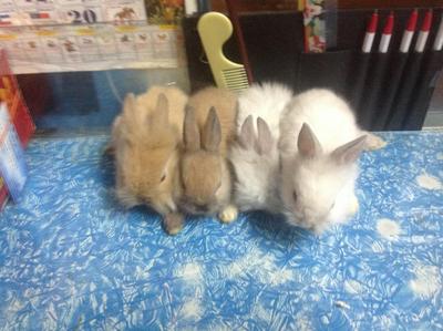 PF37561 - Lionhead + Bunny Rabbit Rabbit