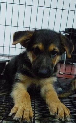 German Shepherd Big Bone Male - German Shepherd Dog Dog