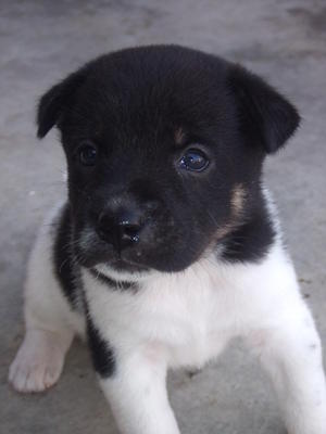 PF37569 - Rottweiler Mix Dog