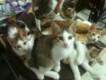 5 Cutie Kitty - Domestic Medium Hair + Bengal Cat