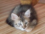 3 Adorable Kittens  - Domestic Medium Hair Cat