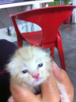 Jerry - Tabby Cat