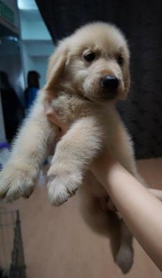 Golden Retriever Father My Champion - Golden Retriever Dog