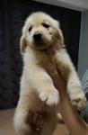 Golden Retriever Father My Champion - Golden Retriever Dog