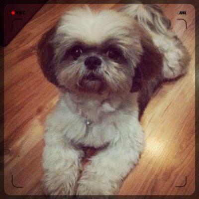 Jojo - Shih Tzu Dog