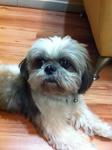 Jojo - Shih Tzu Dog