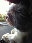 Jojo - Shih Tzu Dog