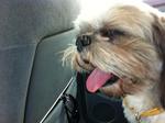 Jojo - Shih Tzu Dog