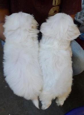 Maltese Father Taiwan With Cert - Maltese Dog