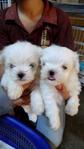 Maltese Father Taiwan With Cert - Maltese Dog