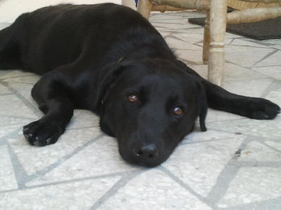 Russell  - Labrador Retriever Dog