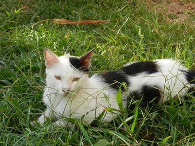 Shadow - Domestic Short Hair + Domestic Medium Hair Cat