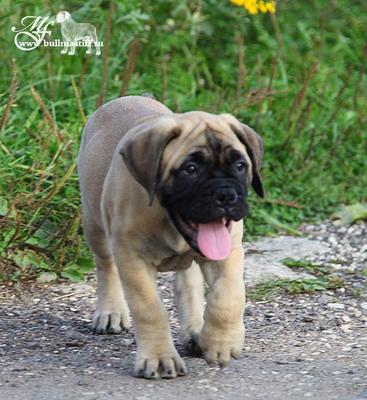 Bullmastiff Puppies - Bullmastiff Dog