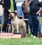 Bullmastiff Puppies - Bullmastiff Dog