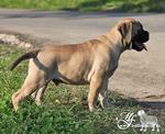 Bullmastiff Puppies - Bullmastiff Dog