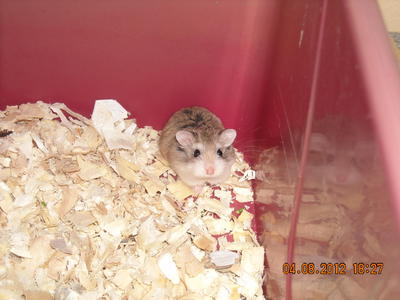 Roborovski Hamster - Roborovsky's Hamster Hamster