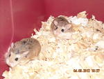 Roborovski Hamster - Roborovsky's Hamster Hamster