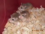 Roborovski Hamster - Roborovsky's Hamster Hamster