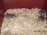 Roborovski Hamster - Roborovsky's Hamster Hamster