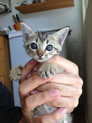 Heymiao And Her 3 Baby Kittens - Domestic Short Hair Cat