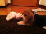 Buddy- Beagle Pure Breed - Beagle Dog