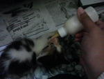 4 weeks old. Feeding them with milk.