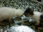 5 weeks old. They eat wetfood and boiled chicken breast. 