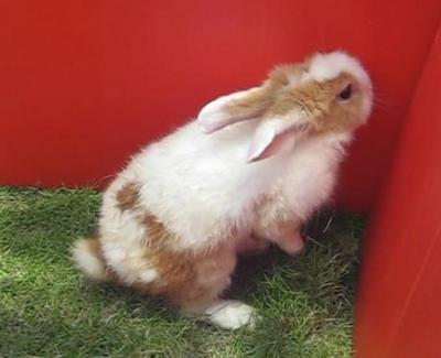 Xiao Pang - Dutch + Angora Rabbit Rabbit