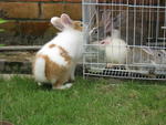 Xiao Pang chatting with female rabbits