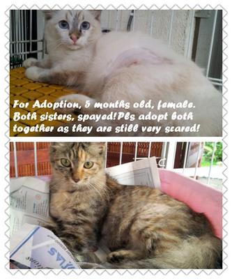 Adopted!tq - Domestic Long Hair Cat