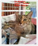 Adopted!tq - Domestic Long Hair Cat