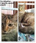 Adopted!tq - Domestic Long Hair Cat