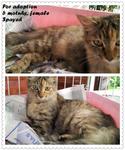 Adopted!tq - Domestic Long Hair Cat